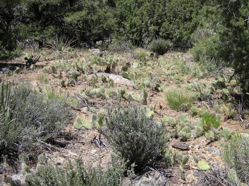 1763-cactus-garden.jpg