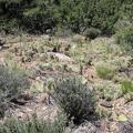 On the way down to the wash, a patch of ankle-high cacti requires careful avoidance hiking