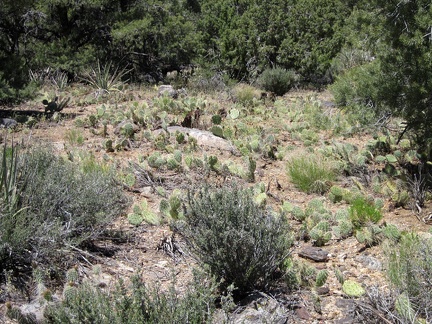 On the way down to the wash, a patch of ankle-high cacti requires careful avoidance hiking