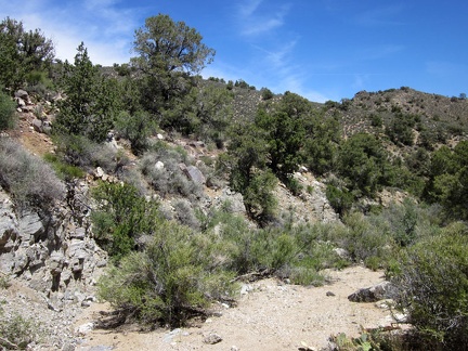 I arrive in the sandy wash and prepare to climb the hill on my left, on my way toward one of the McCullough Mountains peaks