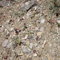 Diminutive chia sages grow in the wash here