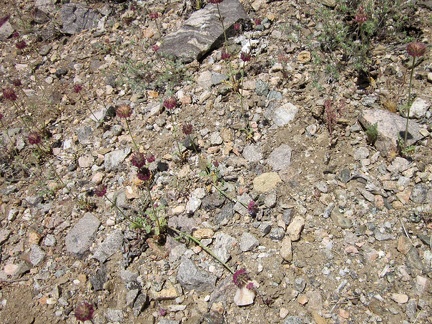 Diminutive chia sages grow in the wash here