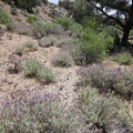 Some larger desert sage bushes (probably Salvia dorrii) are also blooming in this wash