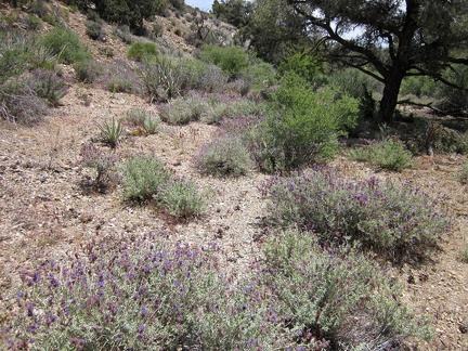 Some larger desert sage bushes (probably Salvia dorrii) are also blooming in this wash