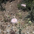 I take note of this light-pink Mojave Desert native thistle: Cirsium neomexicanum