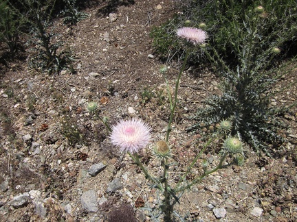 I take note of this light-pink Mojave Desert native thistle: Cirsium neomexicanum