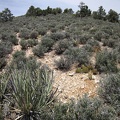 I check my GPS again and begin the climb into the McCullough Mountains, straight up this hill
