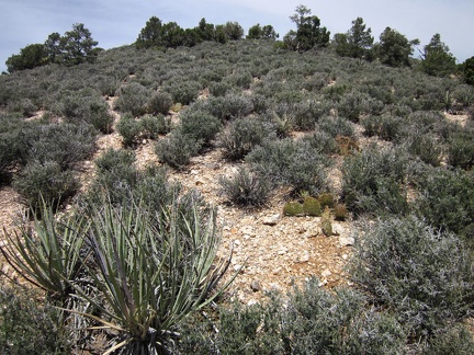 I check my GPS again and begin the climb into the McCullough Mountains, straight up this hill