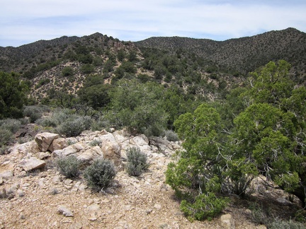 Atop the blackbrush hill, I check out the upward route ahead to the McCullough Mountains ridgeline