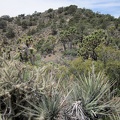 I walk past some banana yuccas and toward a stand of joshua trees on my way up this next McCullough Mountains hill