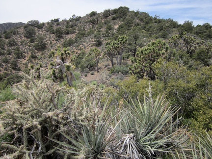 I walk past some banana yuccas and toward a stand of joshua trees on my way up this next McCullough Mountains hill