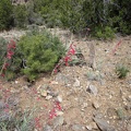 A few red penstemons are flowering today in the McCullough Mountains