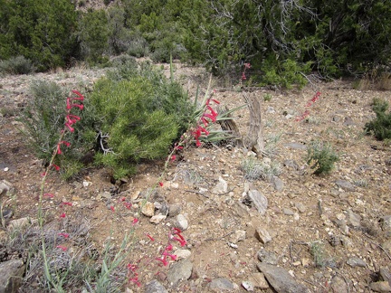 A few red penstemons are flowering today in the McCullough Mountains