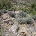 A couple of claret-cup cacti are blooming on this McCullough Mountains hillside