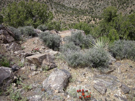 A couple of claret-cup cacti are blooming on this McCullough Mountains hillside