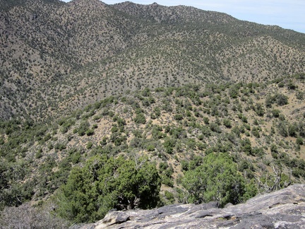 I'm hoping to continue hiking along the ridge, but it looks like there may be a drop-off beyond those two junipers