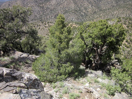 It's quite steep, but I conclude that I should be able to wind my way down the hill safely, and stay on the ridge line