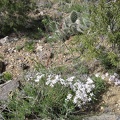 Phlox, cacti and pinyon pines on the McCullough Mountains ridge line