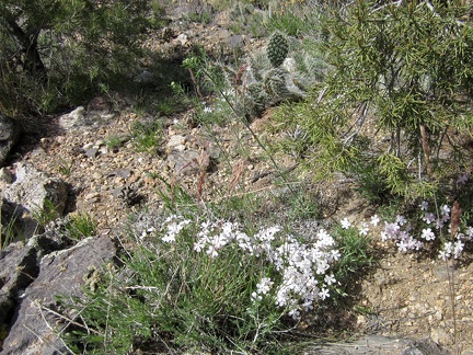 Phlox, cacti and pinyon pines on the McCullough Mountains ridge line