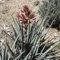 This banana yucca in the McCullough Mountains is getting ready to bloom