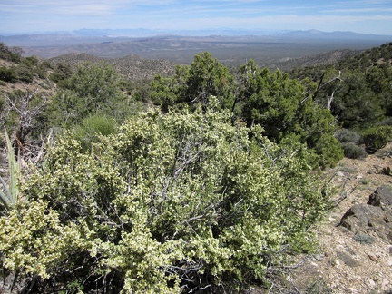 This McCullough Mountains saddle also has great views eastward down to the Piute Valley