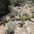 I stop to look at a cactus growing in an unusual horizontal habit, one pad at a time