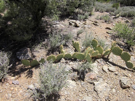 I stop to look at a cactus growing in an unusual horizontal habit, one pad at a time