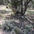 Cacti and a few blue phacelia flowers enjoy the shade under this pinyon pine in the McCullough Mountains