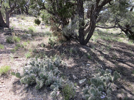 Cacti and a few blue phacelia flowers enjoy the shade under this pinyon pine in the McCullough Mountains