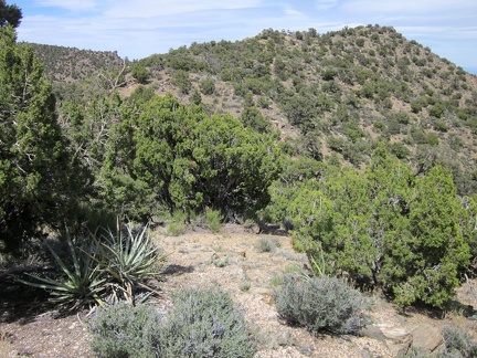 The next marked point on my hike today will be McCullough Mountains unnamed peak 6425, the high point just ahead
