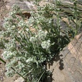I've seen this white flower before; I think it's Desert tobacco (Nicotiana obtusifolia)