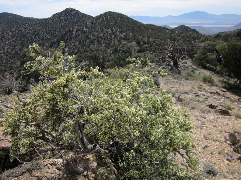 From McCullough Mountains Peak 6425, I look back at where I was earlier, on Peak 6557, center