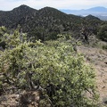 From McCullough Mountains Peak 6425, I look back at where I was earlier, on Peak 6557, center