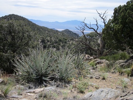 I can still see a bit of the Ivanpah Dry Lake area from McCullough Mountains Peak 6425