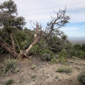 This is one of the more scraggly pinyon pines I've come across today in the McCullough Mountains
