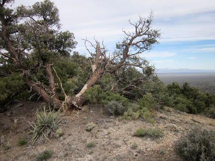 This is one of the more scraggly pinyon pines I've come across today in the McCullough Mountains