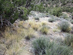 I climb carefully down the steep hill, past the bunch grasses, blackbrush, and the occasional banana yucca