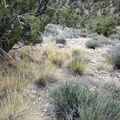 I climb carefully down the steep hill, past the bunch grasses, blackbrush, and the occasional banana yucca
