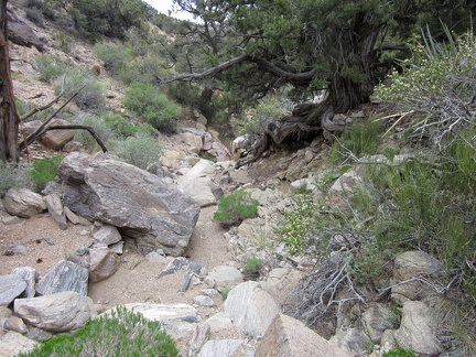 I start hiking down the rock-strewn wash, which is like a staircase in a few places