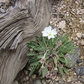 A primrose blooms in this McCullough Mountains wash near an old tree trunk
