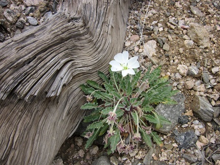 A primrose blooms in this McCullough Mountains wash near an old tree trunk