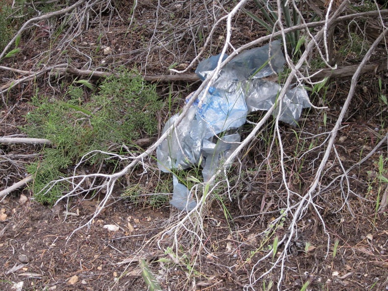 The star of most every desert-wilderness trip: the stray balloon