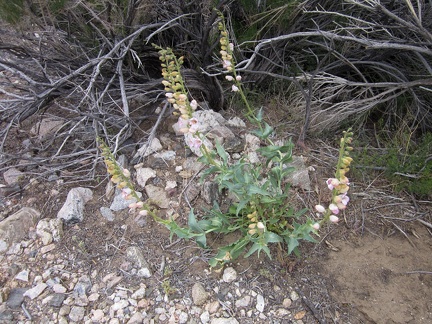 Another Palmer's penstemon starting to bloom