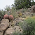 I'm surprised to notice a few barrel cacti along Pine Spring Road on my way back to the tent