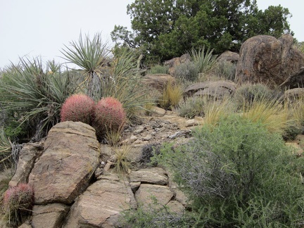 I'm surprised to notice a few barrel cacti along Pine Spring Road on my way back to the tent