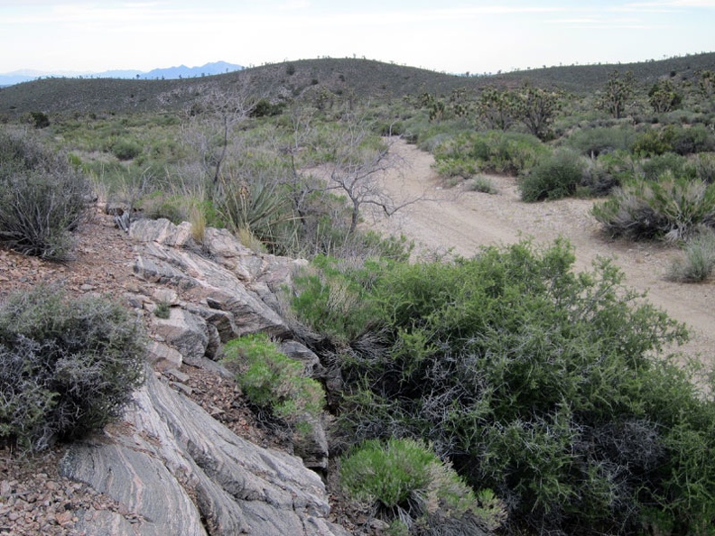 I have an easy one-mile walk down Pine Spring Road to finish off the day's hike