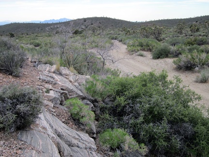 I have an easy one-mile walk down Pine Spring Road to finish off the day's hike