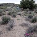 And there it is, home again for the night near Pine Spring, with a flowering beavertail cactus along the way