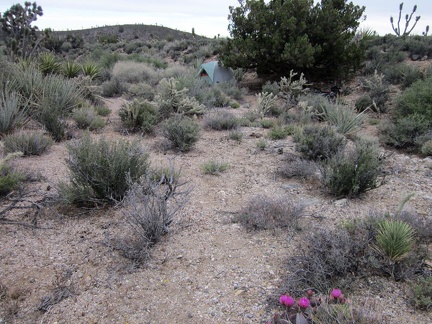 And there it is, home again for the night near Pine Spring, with a flowering beavertail cactus along the way