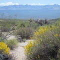 I look across a patch of yellow desert senna flowers at the Mid Hills area in the distance, my destination today